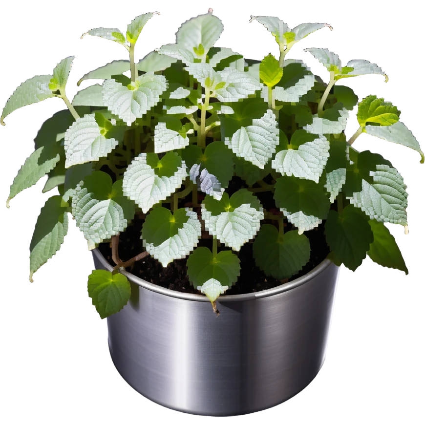 Young sprouts of Plectranthus Verticillatus with perfectly circular coin-shaped leaves in a silver metallic pot emoji