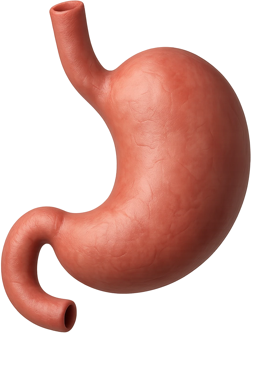 stomaco umano 3d emoji