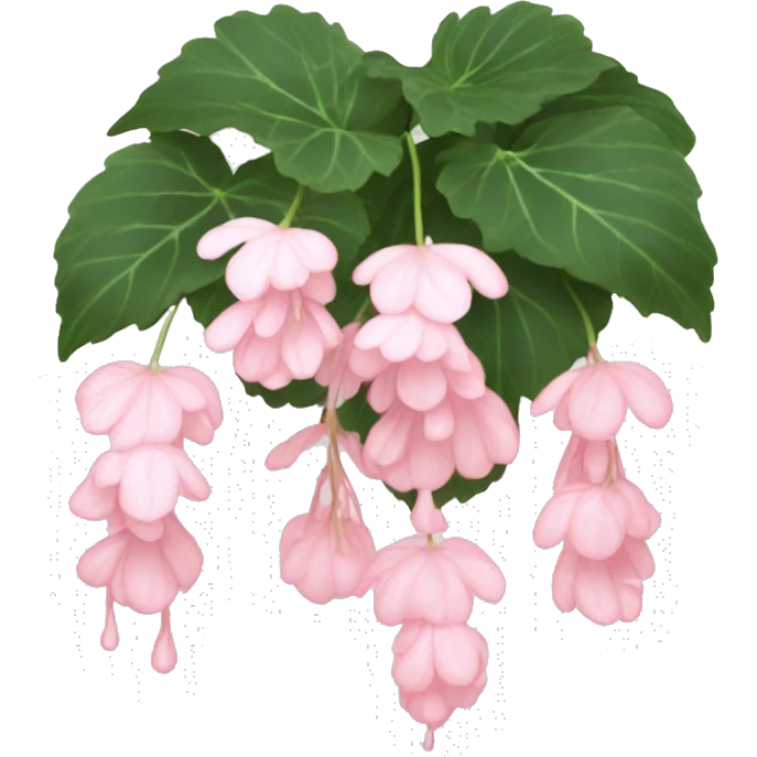 Light pink Weeping begonia  emoji