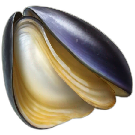 mussel emoji