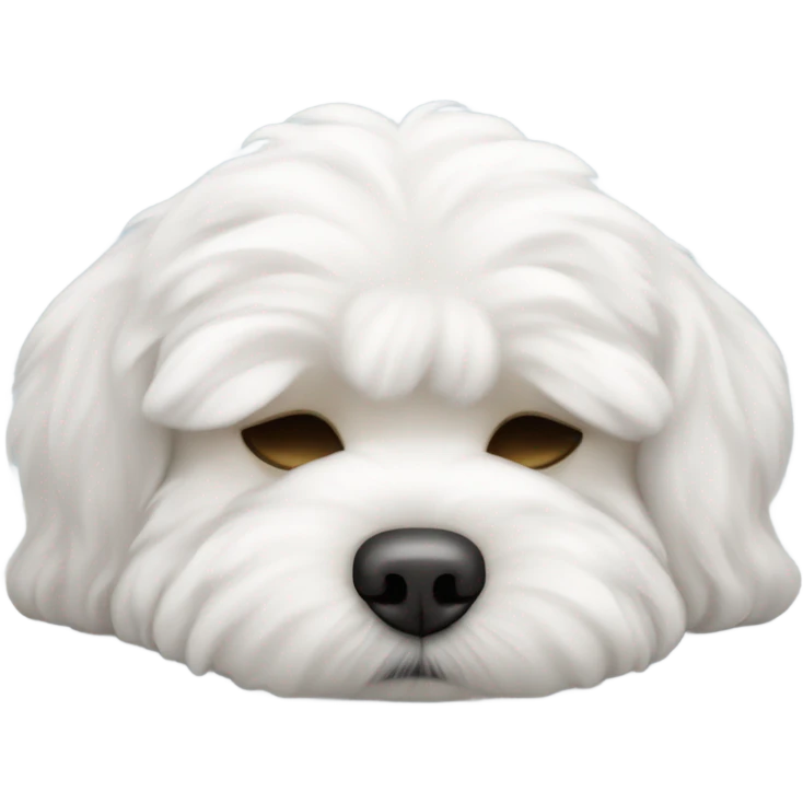 Sleep bichon maltese, the gender of the bichon maltese is a boy  emoji