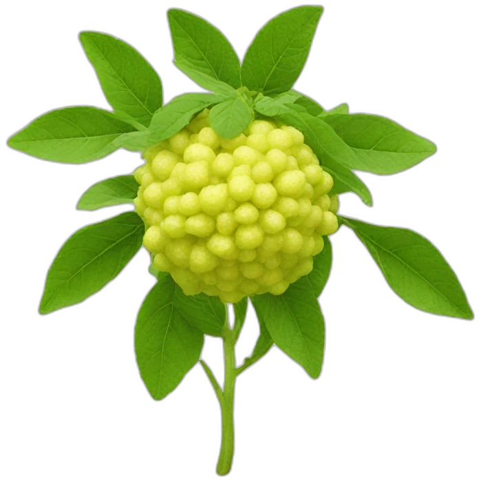 bergamot emoji
