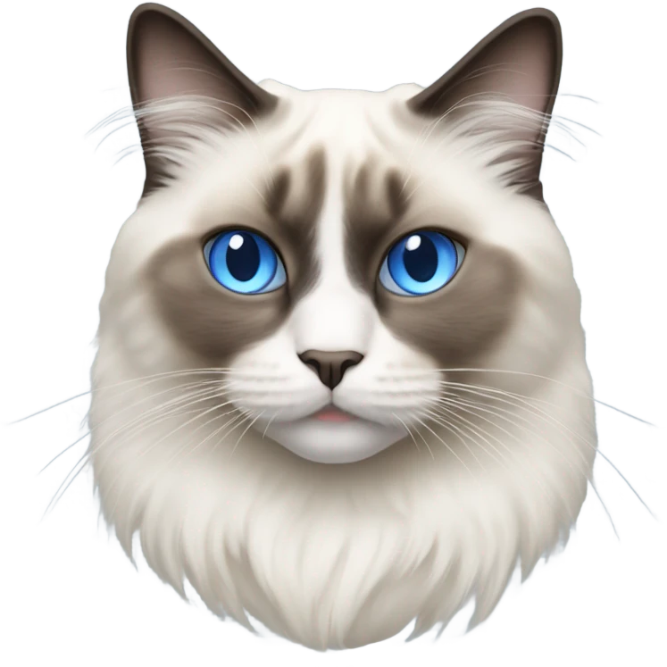 Realistic ragdoll cat with blue eyes female emoji