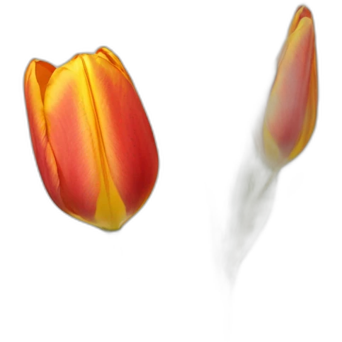 Tulip emoji