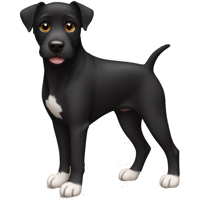 A sitting black Patterdale Terrier dog with a white patch on its chest and brown eyes. emoji