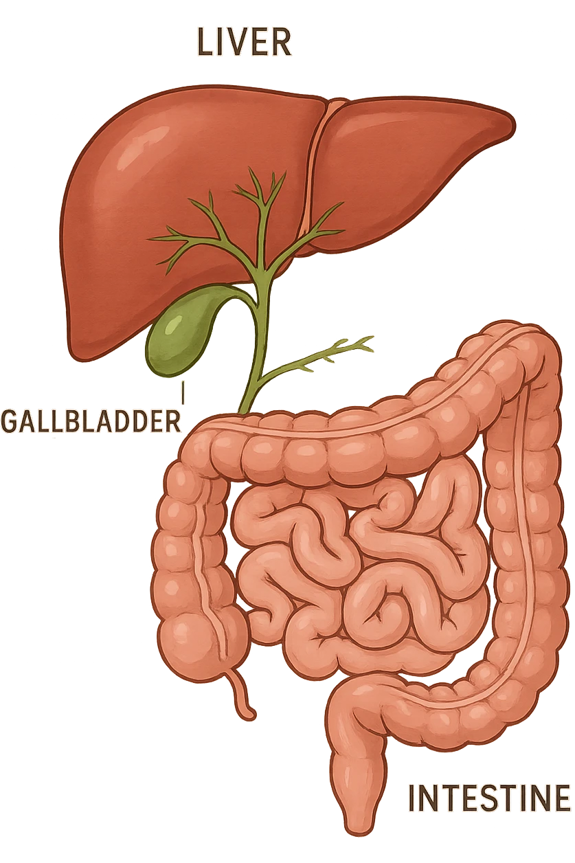 Connessione, fegato , intestino e cistifellea emoji
