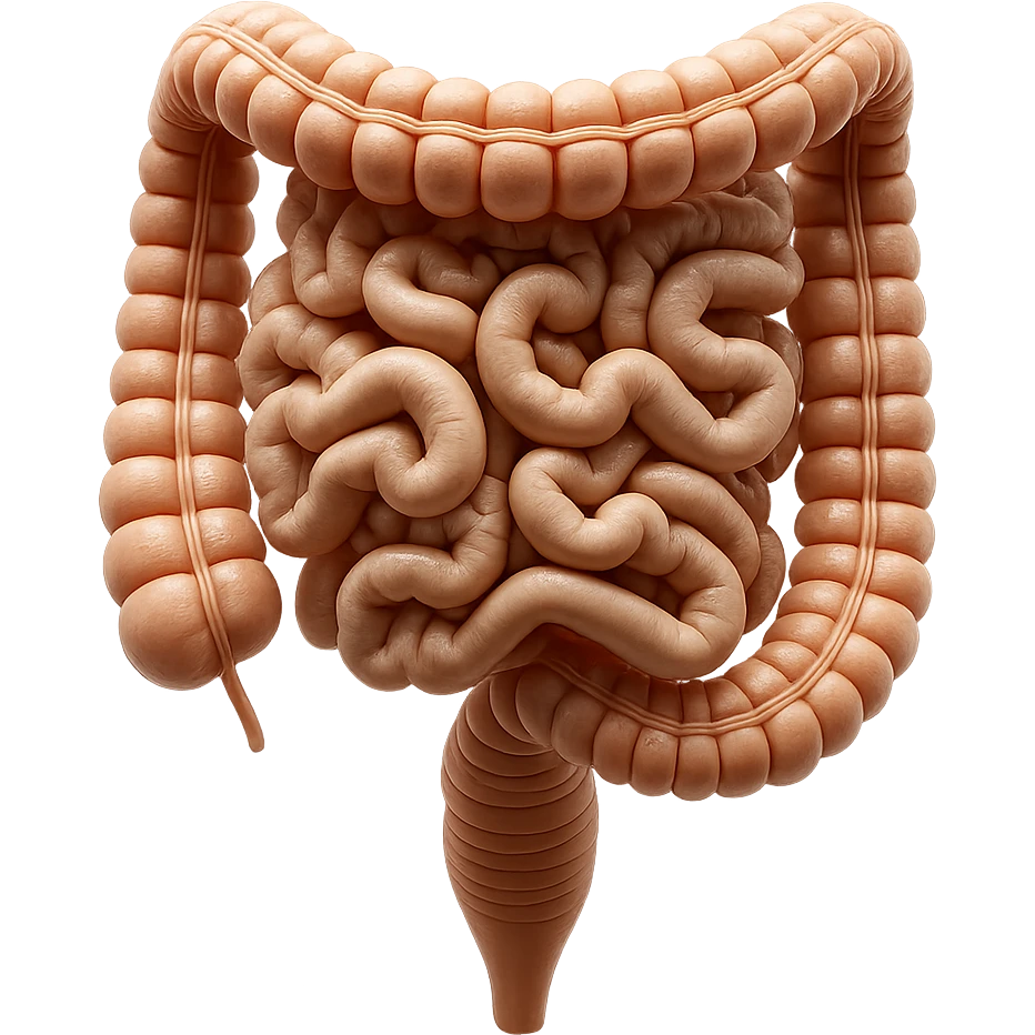 intestino umano anatomico realistico iperrealistico 4k emoji