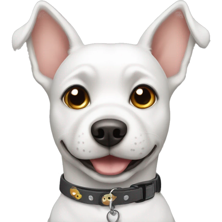 dog with a collar that says LULU emoji