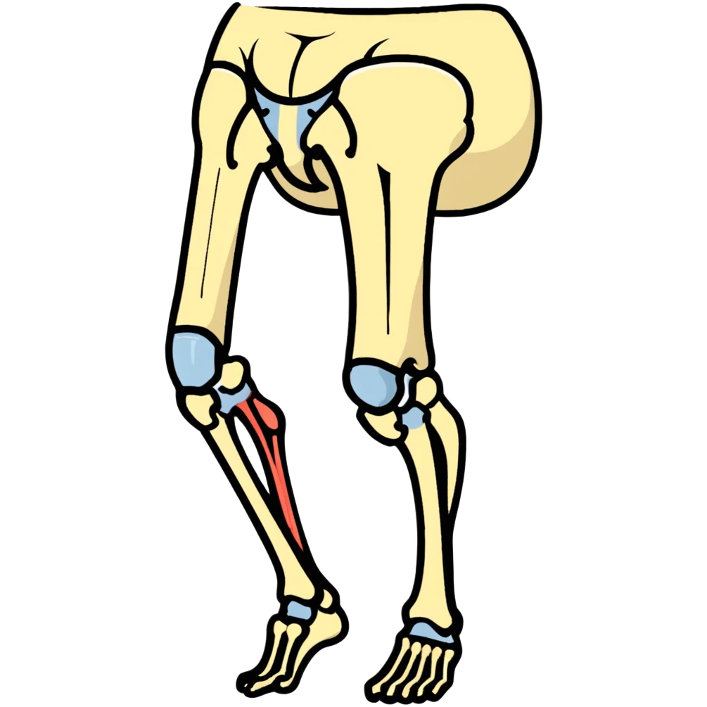 knee bones and joint, anatomical illustration emoji