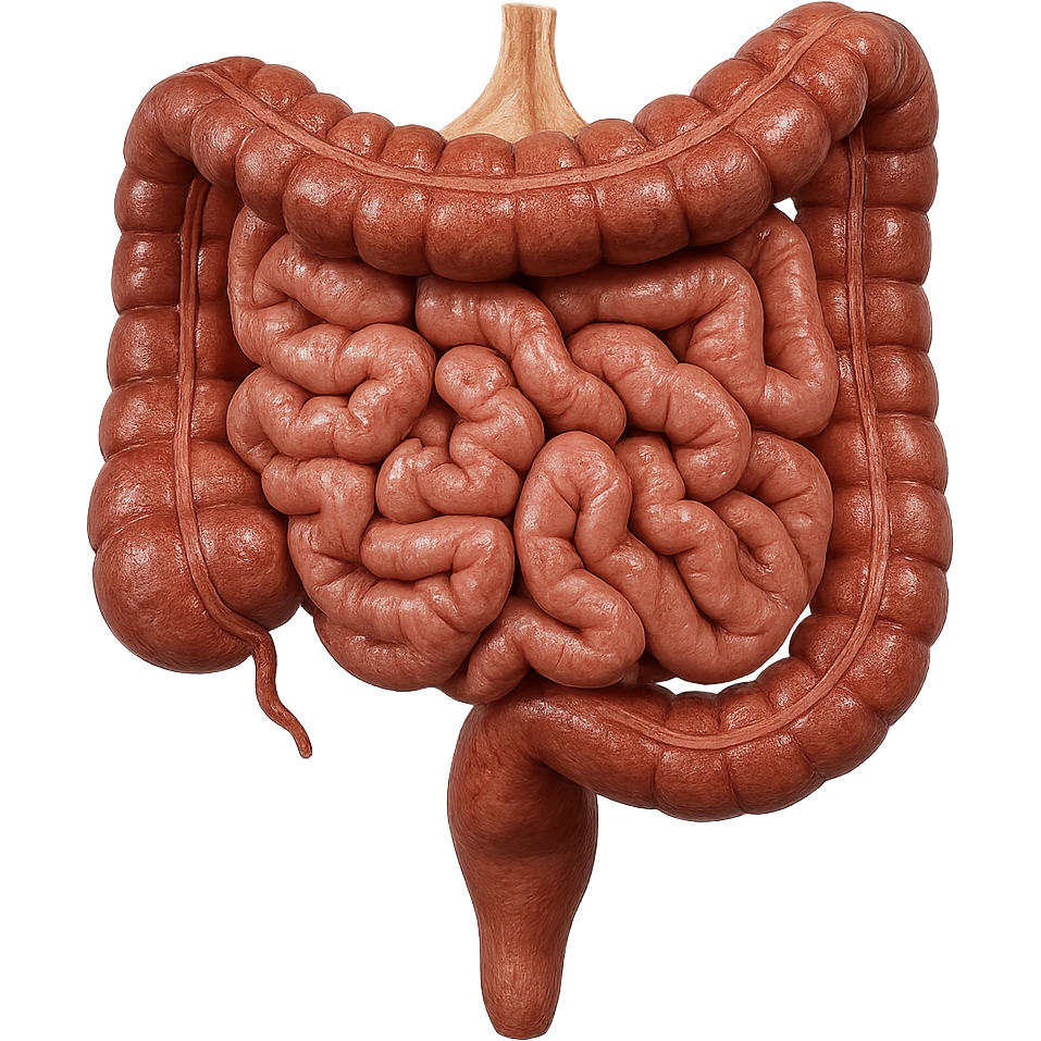 intestino umano anatomico, iperrealistico 4k emoji
