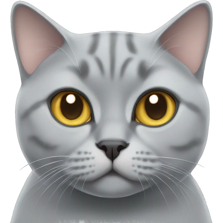 Grey British shorthair cat  emoji