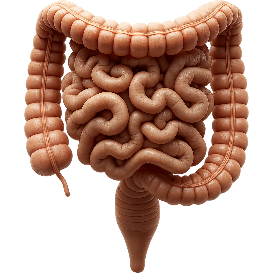 intestino umano anatomico realistico iperrealistico 4k emoji