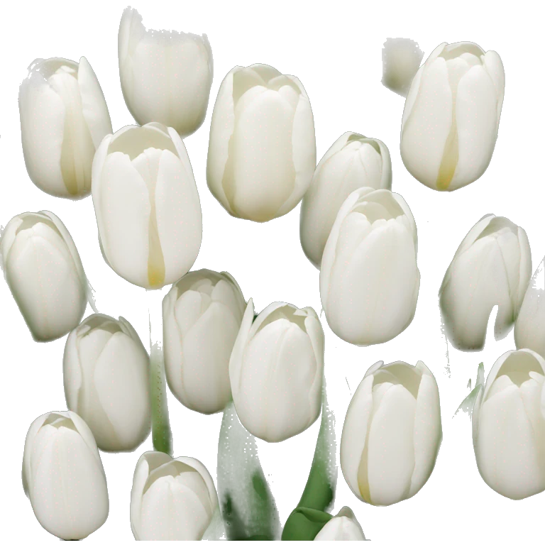 White tulips  emoji
