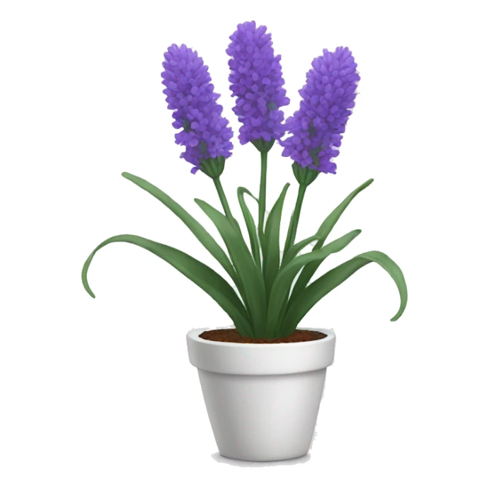 Lavender flower in a white pot  sticker