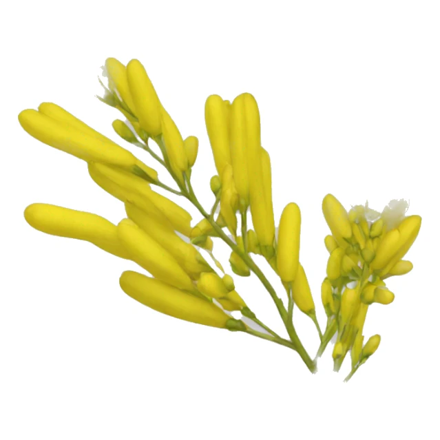 Cassia fistula sticker