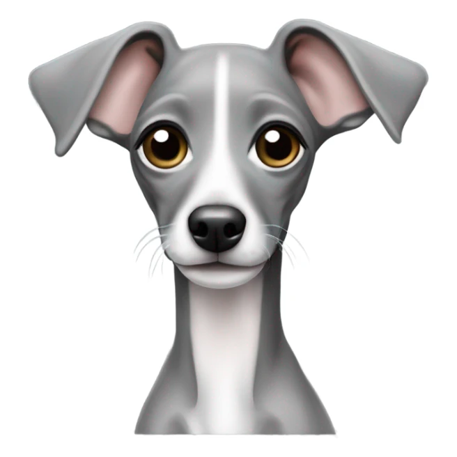 Cute Italian greyhound puppy all solid grey  sticker
