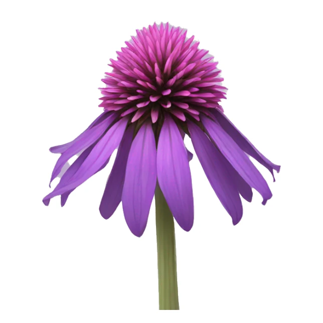 purple cone flower sticker