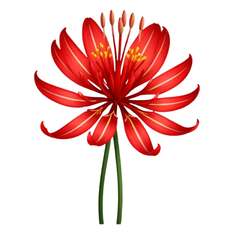 Uma flor de Lycoris radiata sticker