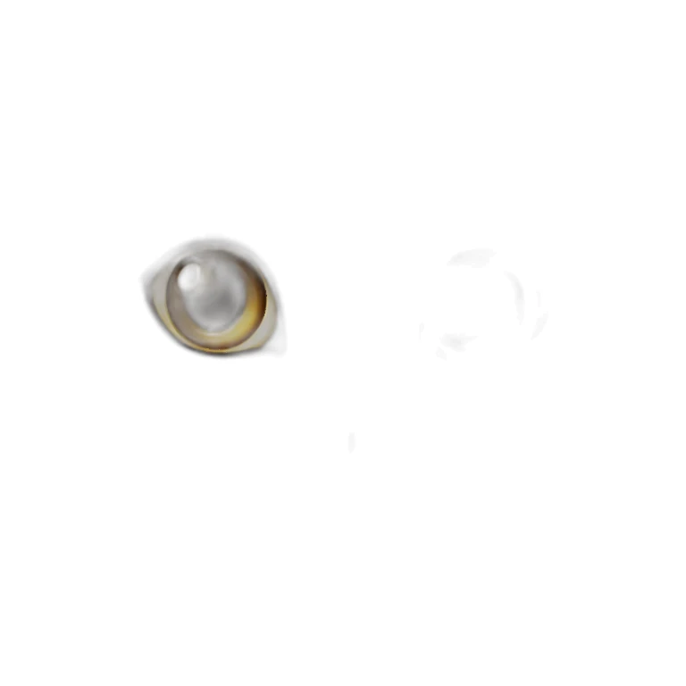 fluffy white and tabby cat sticker