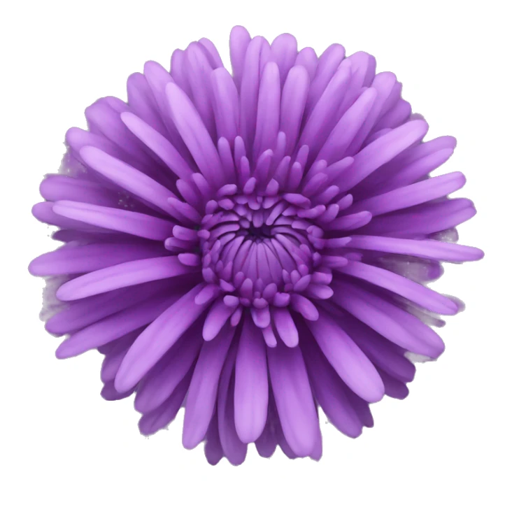 purple chrysanthemum  sticker