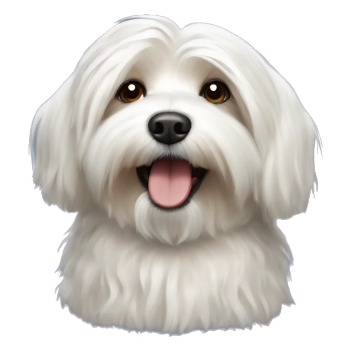 havanese dog sticker