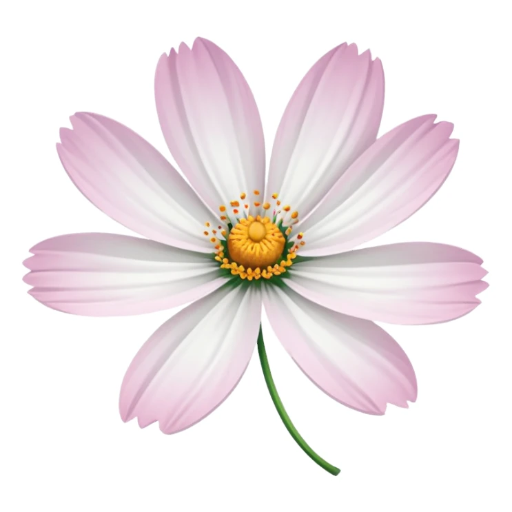 cosmos flower, white petals, delicate look sticker