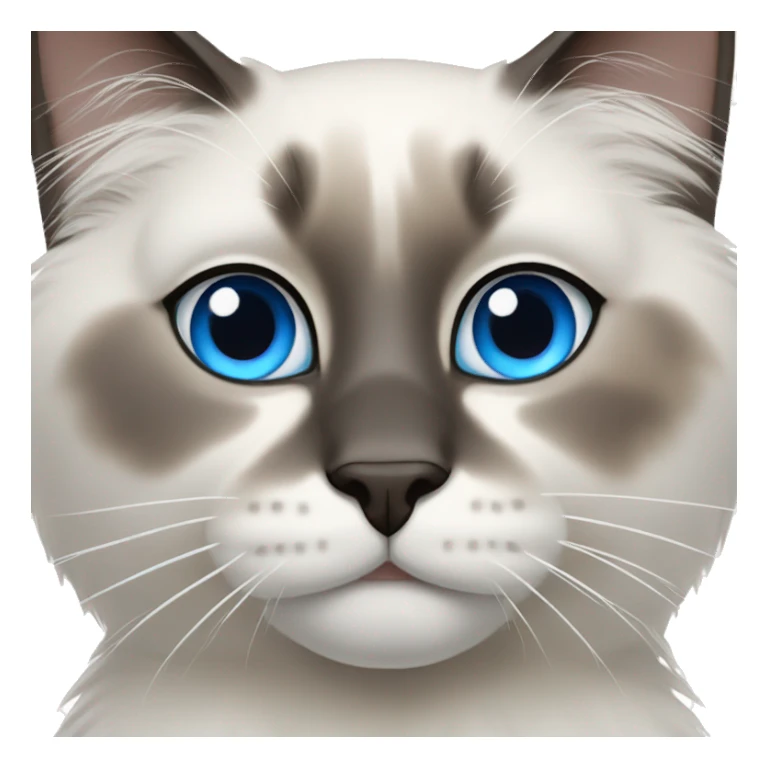A ragdoll cat with blue eyes sticker