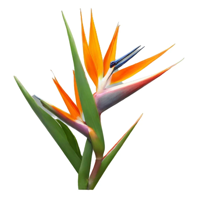 Strelitzia  sticker