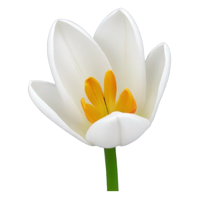 white tulipe  sticker