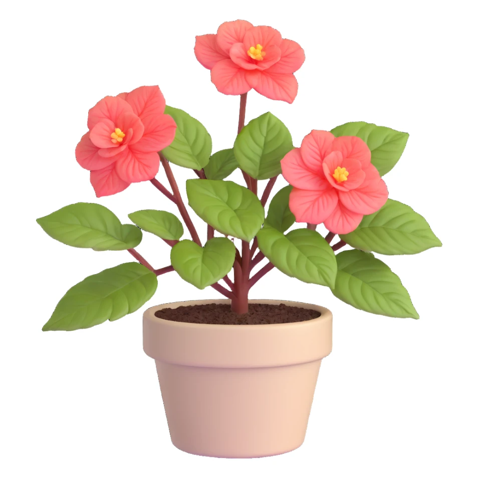 Begonia Rex plant in a beige pot with spiral leaf pattern sticker