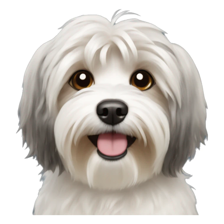 Havanese breed dog  sticker