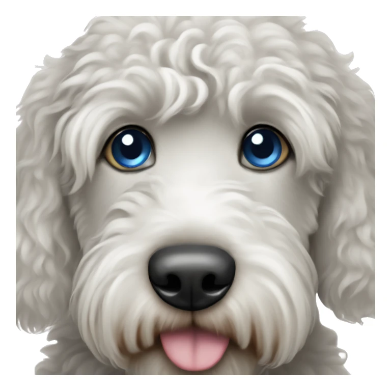 Black and white labradoodle with one blue eye sticker
