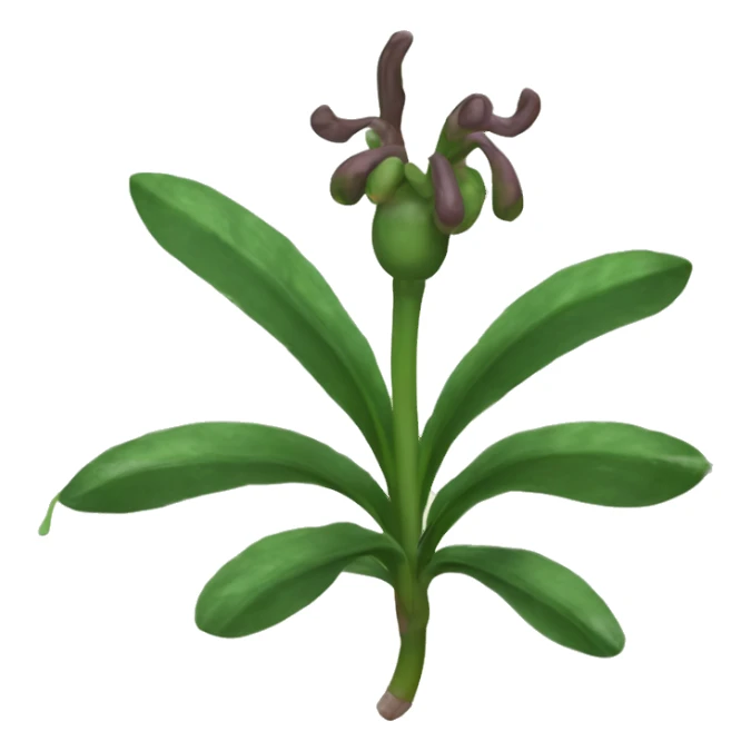 Curculigo scorzonerifolia	Gorgojo sticker