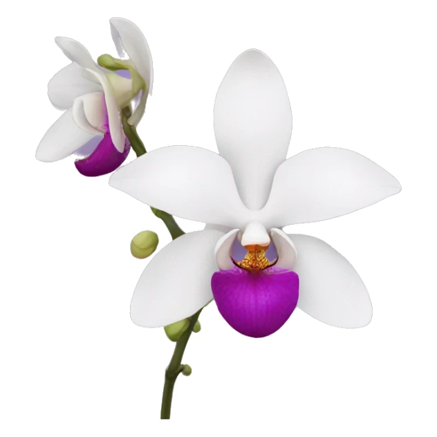 Orchid flower sticker