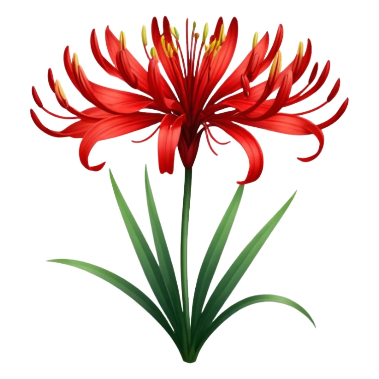 lycoris radiata sticker