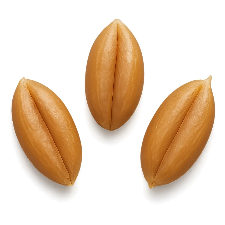 three grains, realistic, detailed sticker