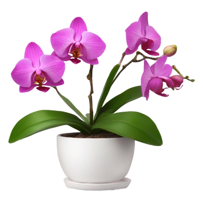 Pink orchid in white pot sticker