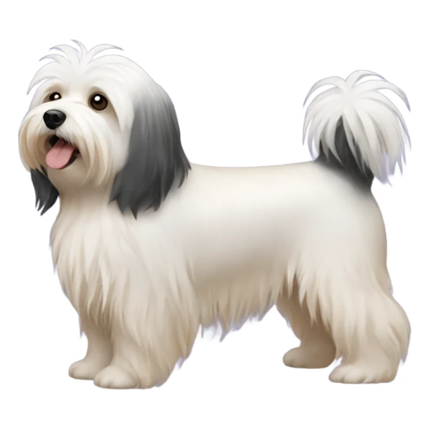 Havanese dog tricolor sticker