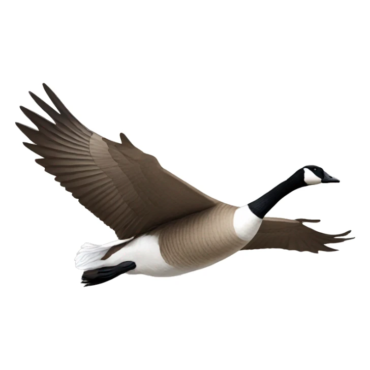 Canadian goose flying sticker