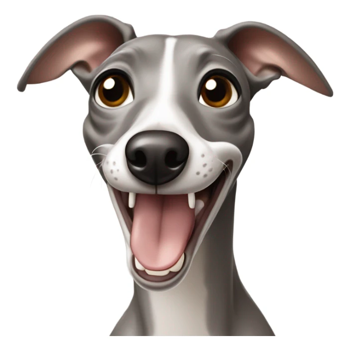 Grey and beige italian greyhound laughing  sticker