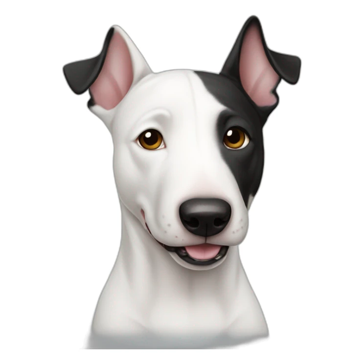 White bull terrier with black right ear sticker