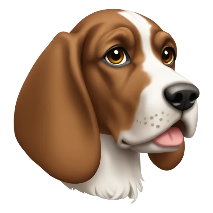 Bracco Italiano  sticker