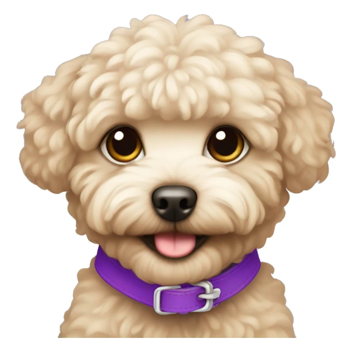 beige maltipoo with a purple collar sticker