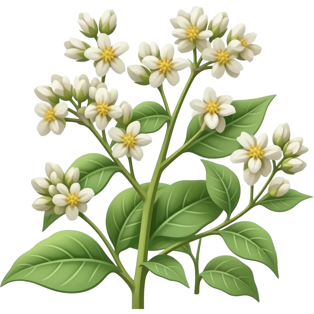 buckwheat grain plant with triangular seeds and small white flowers emoji