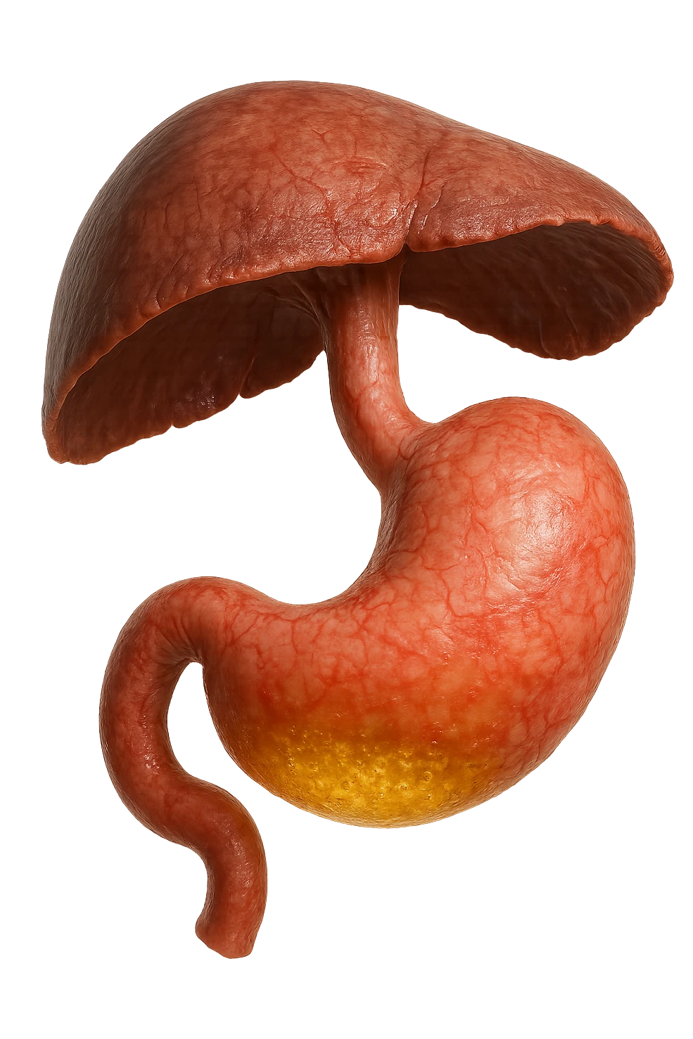 stomaco umano anatomico infiammato con acido giallo all'interno fluttua in aria insieme ad un diaframma umano, iperrealistico 4k, isolato su sfondo bianco emoji