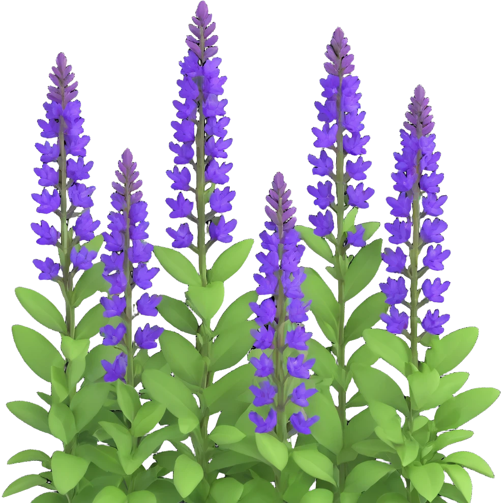 3D iOS cartoon style Salvia nemorosa emphasizing volume and cartoonishness, bright purple flowers, rich greenery, soft light reflections, transparent background emoji