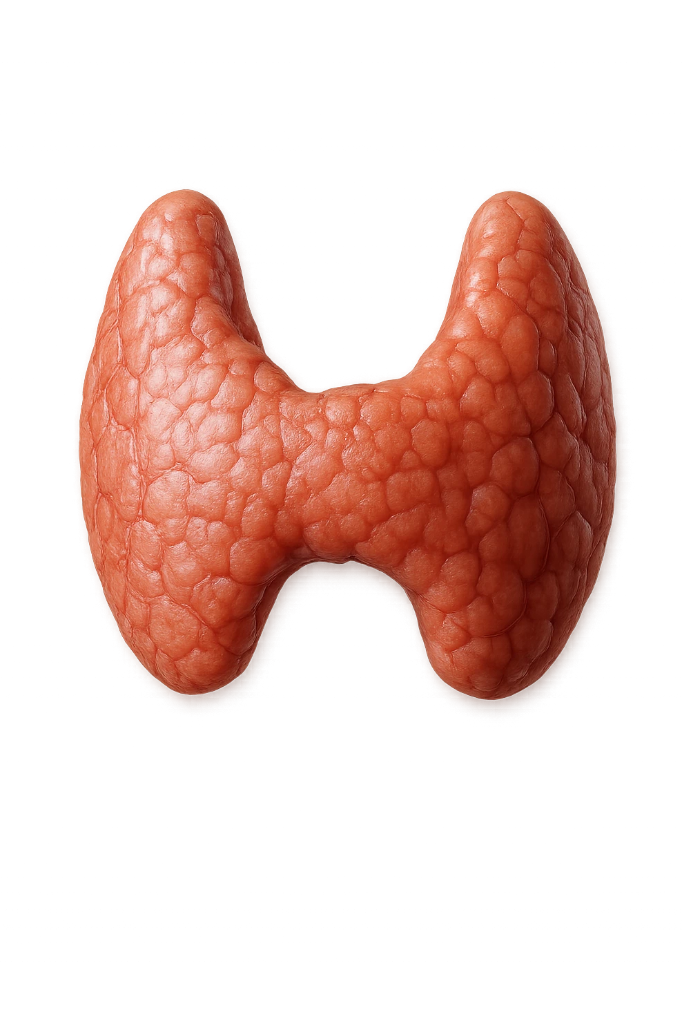 tiroide umana anatomica fluttua in aria realistici in 4k emoji