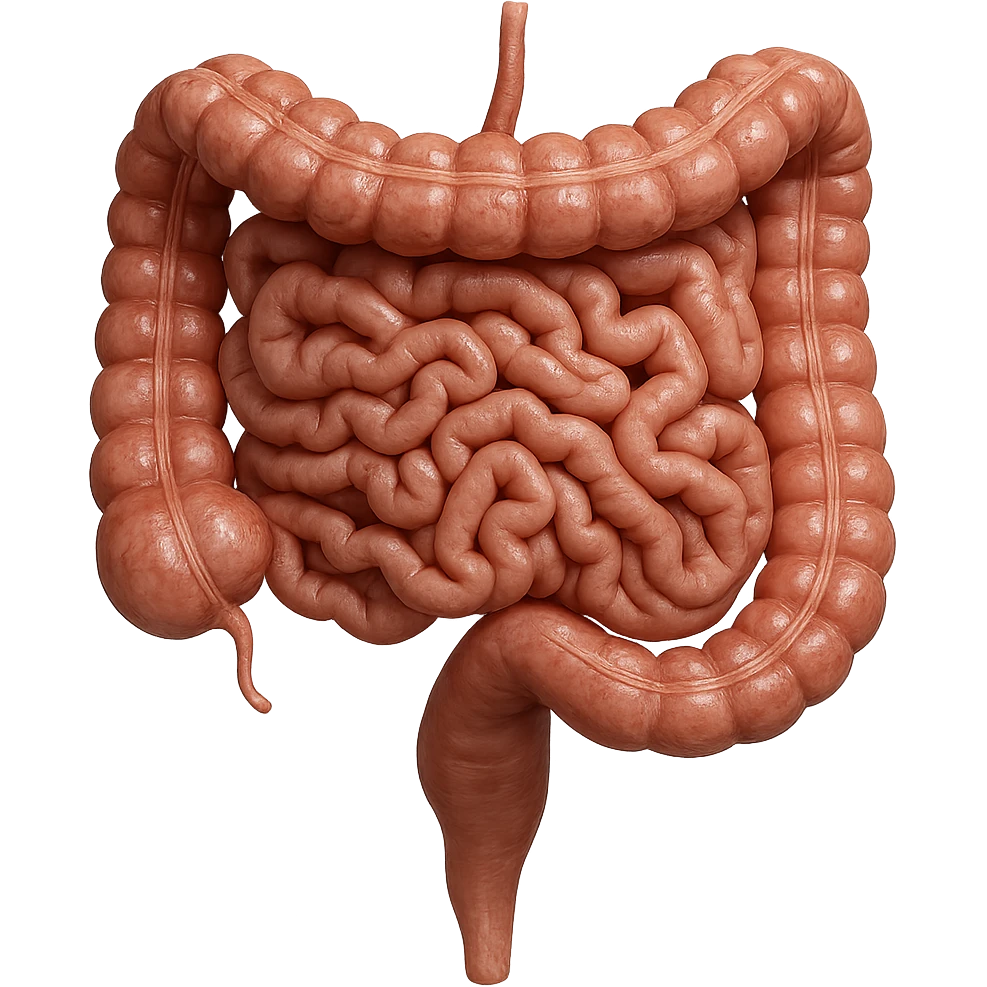 INTESTINO UMANO ANATOMICO REALISTICO emoji