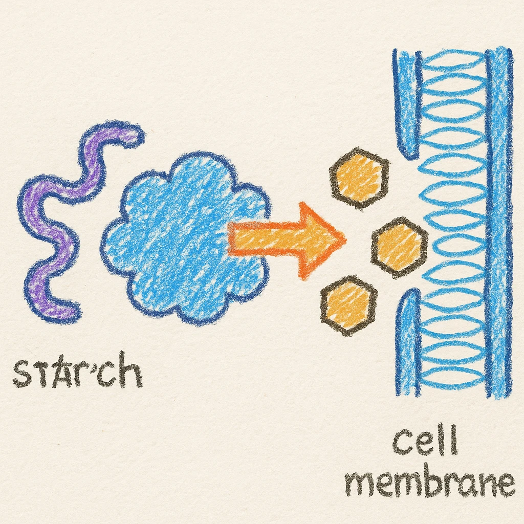 Ultra-detailed illustration of enzyme digestion: amylase breaking starch into sugars near a cell membrane. Clean white background, no text. Scientific but simple emoji