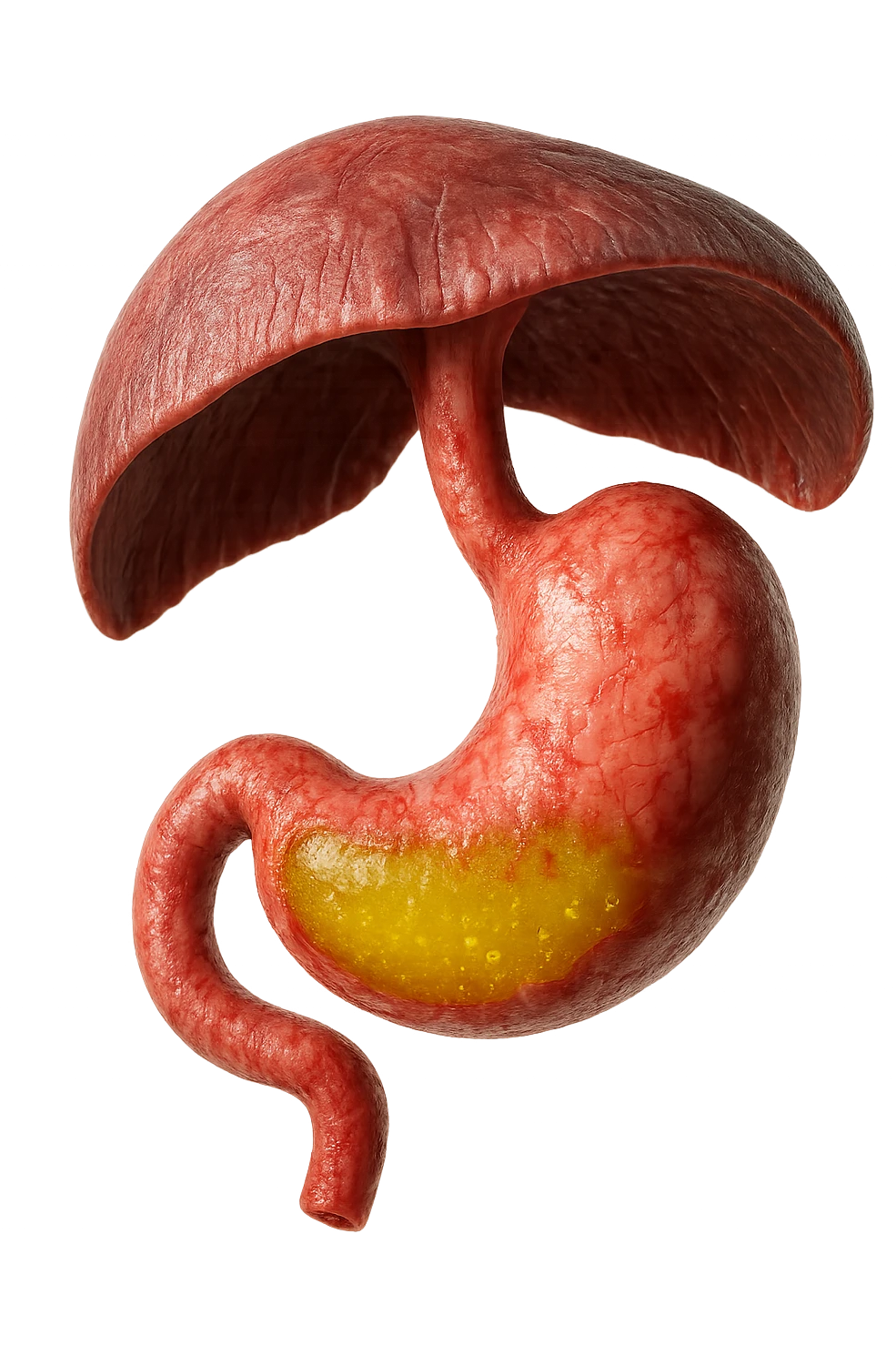 stomaco umano anatomico infiammato con acido giallo all'interno fluttua in aria insieme ad un diaframma umano, iperrealistico 4k, isolato su sfondo bianco emoji